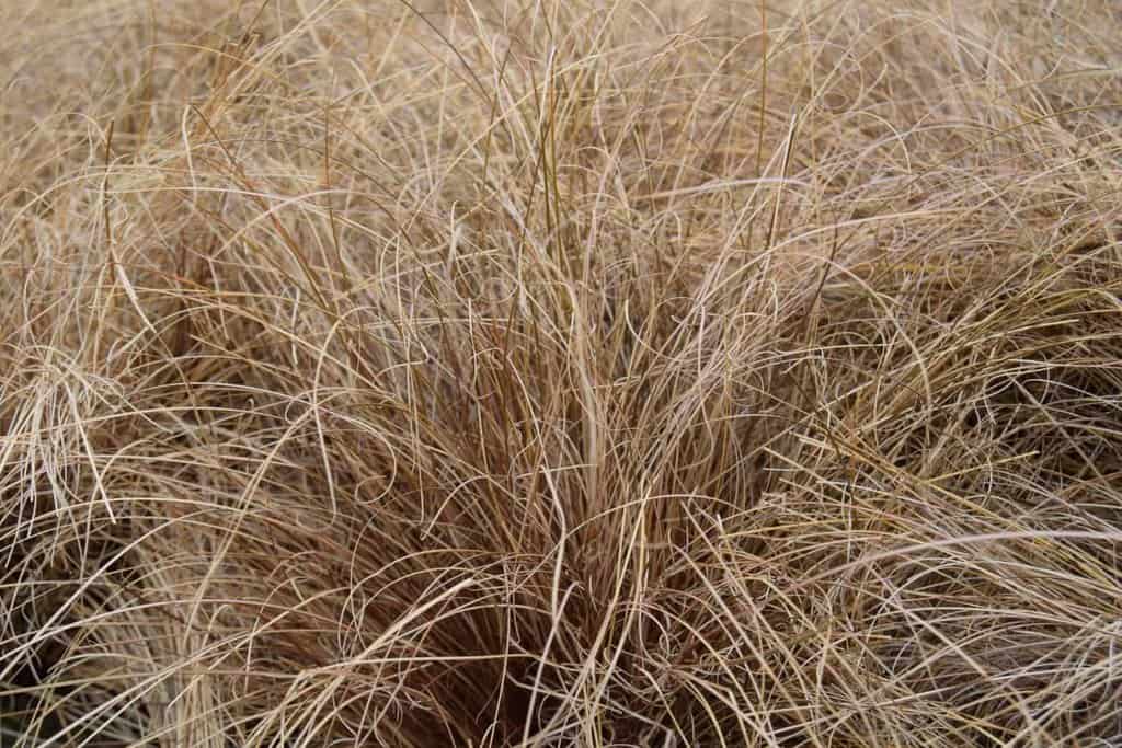 Carex comans 'Bronze' ---